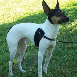 Dolan's Dog Doodads Girth Strap Dog Harness Padding